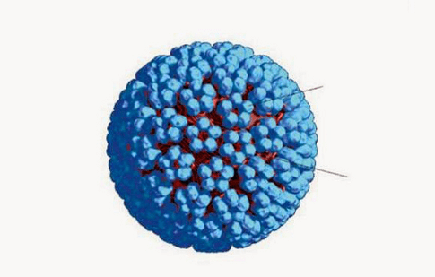 Model 3D al HPV