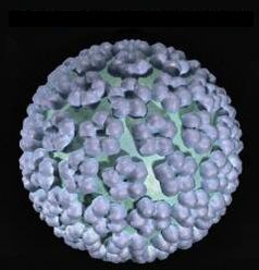 papilomavirus uman